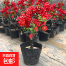 海棠花盆栽带花苞树苗老桩盆景庭院好养四季阳台植物室内花卉绿植 五年苗花期带花苞