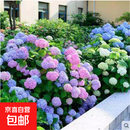 绣球老桩无尽夏绣球花苗盆栽树苗耐寒阳台庭院四季种植绿植物 无尽夏12年苗【开花多多】掌柜推荐