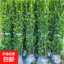 法国冬青绿篱北海道黄杨冬青庭院种植室外耐寒四季常绿长青不落叶 北海道冬青1.7-1.8米高30颗