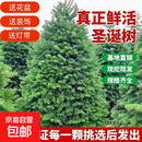 真的圣诞树真树大型小型2025新款家用云杉圣诞树活的松树诺贝松树 精选1.8-2米圣诞树真树(送盆送装饰+灯带)