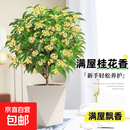 桂花树苗盆栽室内四季桂花卉植物金桂丹桂庭院大树浓香型绿植开花 四季桂花高40cm左右【原土球发货】