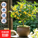 桂花树苗室内盆栽四季桂浓香型庭院地栽高杆大树桂花苗绿化苗木 四季桂（40-50厘米高）