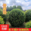 庭院球形植物大叶小叶冬青黄杨球冬青球树景观树苗四季常青苗 冬青球1.8米冠幅【带土球发货】
