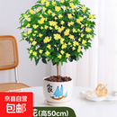 桂花树苗盆栽室内四季桂花卉植物金桂丹桂庭院大树浓香型绿植开花 四季桂花高50cm左右【原土球发货】