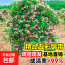 五彩锦带花树苗丛生高杆五彩锦带花苗植物耐寒耐旱庭院大型风景树 树状五彩锦带8公分粗（当年开花）