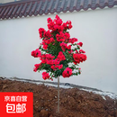 紫薇树苗红花紫薇苗百日红紫薇花苗红火箭紫薇庭院绿化苗木耐寒树 红火箭 3公分粗