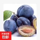 正宗嫁接李子苗树脱骨李蜂糖李冰糖李特大果盆栽地栽当年结果树苗 西梅 5年苗【正宗品种 结果多多】