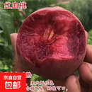 早熟水蜜桃树苗嫁接黄桃子桃孑当年结果南方北方种植桃树果苗大全 中华雪桃 5年苗【正宗品种 结果多多】