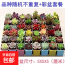 精品多肉植物组合盆栽办公室内桌面绿植花卉盆栽仙人掌仙人球多肉 精选随机1颗多肉+1个塑料彩盘+土