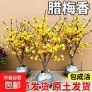 【带花苞】嫁接腊梅花老桩浓香型耐寒植物庭院阳台盆栽花卉冬天花 嫁接腊梅【8年壮苗】大量花苞
