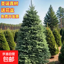 圣诞节挪威云杉圣诞树真树云杉树抗冻耐寒绿植圣诞松树 居家推荐1.5-1.7米高真圣诞树送盆送装饰灯带