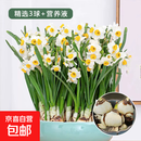 漳州水仙花种球水培耐寒冬季四季花卉年宵花庭院内外阳台室内植物 精选3球+营养液 周长16-19cm