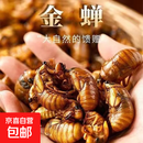 山东特产大个头新鲜金蝉知了猴节流龟知了龟50只-200只爬叉猴 山东大金蝉200只4-7g/只