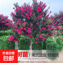 紫薇花树苗盆栽百日红花卉庭院老桩别墅大型室外绿化植物庭院大苗 丛生型紫薇花25年苗_【品种随机】 其他