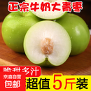 正宗福建牛奶大青枣新鲜水果牛奶枣苹果枣脆甜清甜【小苹果大小】 大果净重5斤装 单果70g+（约28-37个）