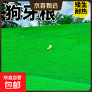 进口草籽草坪草种子矮生四季青免修剪耐旱庭院公园球场高档绿化草 狗牙根净籽10斤【高档纯籽】