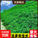 护坡固土草籽耐寒耐旱边坡绿化草坪草籽免修剪黑麦草高羊茅籽 护坡多年生黑麦草100斤