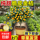 脆皮金桔树树苗带果发货金橘树树苗桔子苗可食用橘子苗四季脆皮 强烈推荐【精品】脆皮金桔5年苗（带果发货）