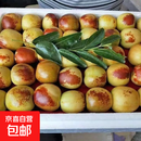 脆甜冬枣新鲜现摘装果园直发当季脆甜大枣子脆甜多汁农家自种批发 带箱5斤装（单果8-12克）