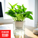 【自动吸水】绿萝盆栽室内植物吸甲醛办公室客厅绿植花卉盆栽绿箩 1盆小绿萝+塑料早安盆1个+内篮1个+吸水绳