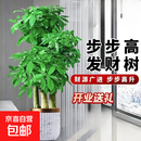 发财树三杆原生客厅大盆栽大型绿植乔迁新居办公室开业 三杆步步高1.3-1.4米+金边飞丝盆