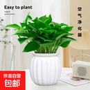 特价绿萝盆栽室内客厅办公室吸甲醛净化空气水培植物绿植花卉好养 【1盆】绿萝+白色南瓜盆自吸水 整体含盆高度20-25cm