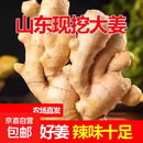 山东窖藏大黄姜5斤新鲜生姜老姜沙姜月子姜农家现挖当季蔬菜 1斤
