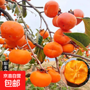 柿子树苗甜脆柿子巧克力耐寒盆栽地栽南北方种植水果柿子优质果树 阳丰脆甜柿子 5年苗【当年结果多多】