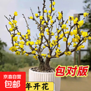 梅花盆栽老庄素心腊梅红梅盆景庭院阳台耐寒植物室外花卉浓香型 素心腊梅6年苗