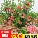 【正宗桃树】桃树苗嫁接新品种水蜜桃桃树苗盆栽地栽南方北方种植 水密桃 5年苗【当年结果】