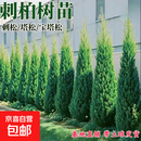 塔柏树苗柏树苗松柏蜀桧侧柏圆柏松树宝塔松龙柏苗四季青耐寒耐旱 精品塔柏【80-1米高】【带土发货】送肥料
