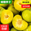 李子树苗嫁接苗蜂糖南方北方种植特大正宗脱骨李盆栽地栽当年结果 蜂蜜李 5年苗【当年结果】