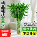 富贵竹水养客厅带根水培植物盆栽土招财大宽叶富贵竹粗竹加粗竹子 【带根富贵竹10棵 高80公分左右