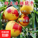 正宗无核冰糖枣树苗冬枣苗果大脆甜丰产盆栽地栽矮化当年结果树苗 六年苗【买一送一】结果多多 高度0.8米-1.1米