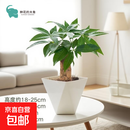发财树盆栽绿植室内客厅桌面净化空气迷你摆件懒人好养花卉植物1 单杆发财树+方韵树脂套盆