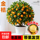金桔树树苗盆栽脆皮金桔苗金橘可食用带果四季橘子客厅室内外果树 强烈推荐（精品）脆皮金桔5年苗【带果发货】