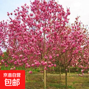 玉兰花树苗大型庭院红黄白紫玉兰树苗广玉兰花苗绿化苗木风景树苗 紫玉兰 12公分粗【树形好开花爆满】
