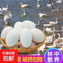 山东现捡新鲜鹅蛋孕妇农家土鹅蛋正宗特产现捡大个生鹅蛋精品 12枚140g-160g