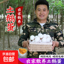 现捡新鲜土鹅蛋孕妇农家笨鹅蛋正宗山东特产现捡大个土生鹅蛋 12枚装100g-120g
