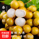 泰国进口鲜龙眼鲜桂圆大果应季鲜甜水果冰鲜运输京东包邮超市 金标大果（单果10g+） 超值5斤装