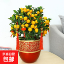 金桔盆栽年橘盆栽室内盆景年桔冬季客厅年宵花送礼四季桔子绿植 年宵桔子+红塑料福字盆35-50cm