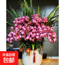 大花蕙兰兰花苗带花苞办公室内盆栽盆景绿植花卉虎头兰春节鲜花 一盆5剑拍下备注品种