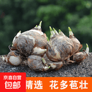 【特级精选 大种球】漳州水仙花种球大球可雕刻精品水养冬季 单瓣特级精选2个