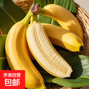 正宗广西小米蕉当季新鲜水果万澄装自然熟小香蕉现摘现发产地直发 【带箱3斤】小米蕉