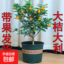 带果脆皮金桔树盆栽树苗阳台四季果树可食用橘子苗树苗带果常绿 可食用_脆皮金桔6年苗【带果发货】 不含盆