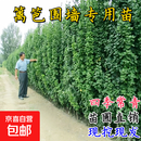 北海道黄杨苗冬青树苗四季常青庭院围墙篱笆档墙耐寒植物树苗 北海道直立冬青80-1米高【10颗】