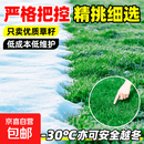 黑麦草草籽多年生矮生高尔夫耐寒四季常青庭院别墅绿化草坪种子籽 【热销款】原装绅士黑麦草净籽50斤装【家用公园】