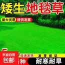 矮生草坪草籽四季常青高尔夫地毯草种子护坡狗牙根耐寒耐旱免修剪 进口矮生地毯草10斤 【庭院别墅】
