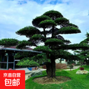 罗汉松苗小叶罗汉松树苗大叶米叶雀舌罗汉松盆景造型树四季长青 造型罗汉松高度1.7米-1.8米