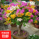 多色重瓣三角梅盆栽花苗耐寒老桩爬藤植物阳台庭院室内外好养花卉 嫁接多色 5年精品苗